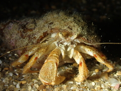 Pagurus bernhardus