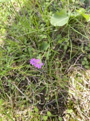 Geranium molle