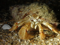 Pagurus bernhardus