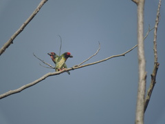 Psilopogon haemacephalus