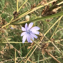 Cichorium intybus