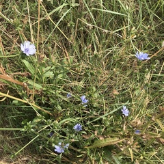 Cichorium intybus
