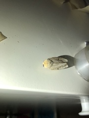 Lymantria dispar dispar