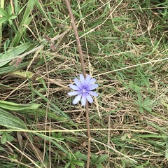 Cichorium intybus