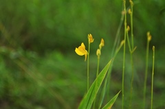 Utricularia juncea