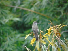 Myiarchus ferox