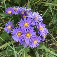 Symphyotrichum