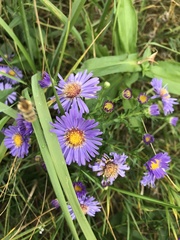 Symphyotrichum