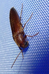 Serropalpus barbatus