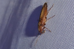 Serropalpus barbatus