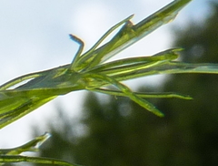Nitella translucens