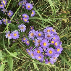 Symphyotrichum