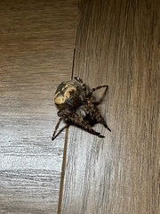 Araneus saevus