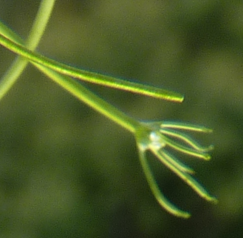 Image of Nitella translucens by (c) Andre Hosper, some rights reserved (CC BY)