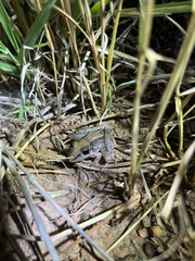 Litoria nasuta