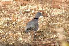 Streptopelia capicola