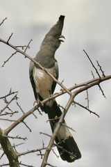 Corythaixoides leucogaster