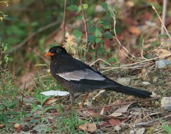 Turdus boulboul