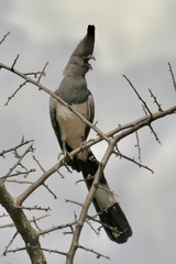 Corythaixoides leucogaster