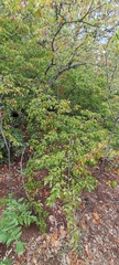 Carpinus orientalis