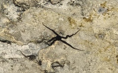 Ophiocoma scolopendrina