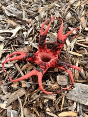 Clathrus archeri
