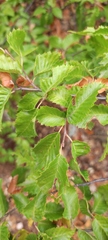 Carpinus orientalis
