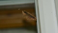 Philereme transversata