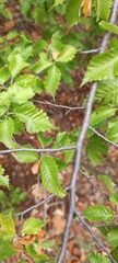 Carpinus orientalis
