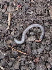 Lumbricus
