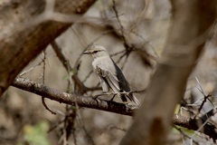Bradornis microrhynchus