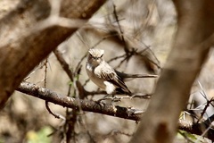 Bradornis microrhynchus