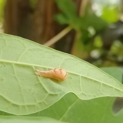 Helicarionidae