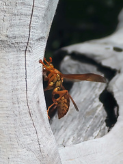 Polistes olivaceus