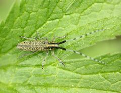 Agapanthia villosoviridescens