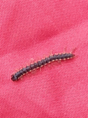 Asiomorpha coarctata