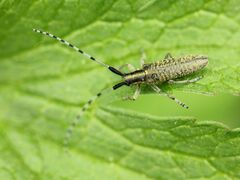 Agapanthia villosoviridescens