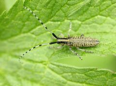 Agapanthia villosoviridescens