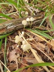 Mycena epipterygia