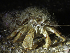 Pagurus bernhardus