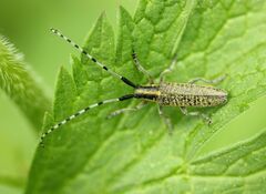 Agapanthia villosoviridescens