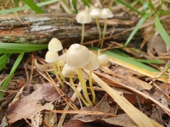 Mycena epipterygia
