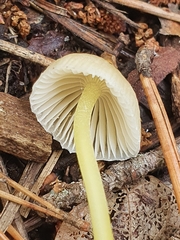 Mycena epipterygia