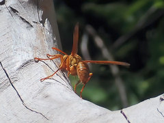 Polistes olivaceus