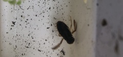Corixidae