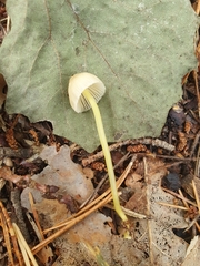 Mycena epipterygia