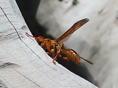 Polistes olivaceus