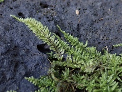 Homalothecium nuttallii