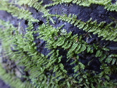 Homalothecium nuttallii