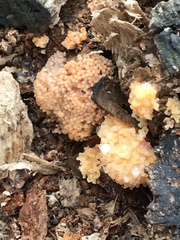 Didymium mucilago
